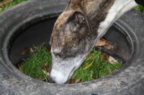 HundeplatzOkt_2010 008.JPG