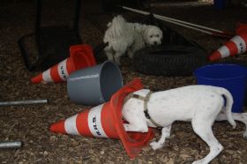 HundeplatzOkt_2010 017.JPG