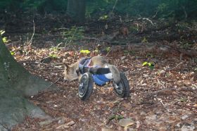 AriellaMantrailing20_08_2010 085.JPG