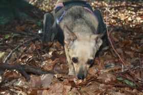 AriellaMantrailing20_08_2010 090.JPG