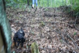 AriellaMantrailing20_08_2010 103.JPG