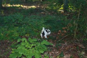 AriellaMantrailing20_08_2010 096.JPG